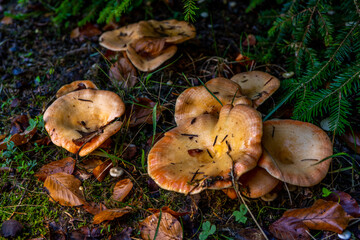 A group of chanterelles in a autumn forest. Mushroom picking season.