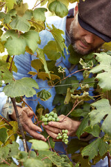 Fototapeta premium Farmer in his vineyard checking and protecting his products, grape fruit in Farm and product for wine.