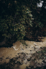 mountain river of eoric color between rocks and green trees. winter mountain nature. Ukrainian Carpathians in winter