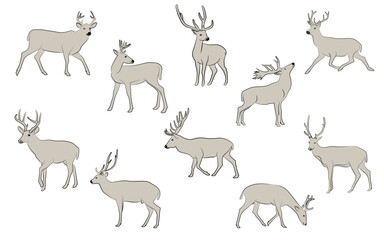 Collection of line drawings of deer - deer family. Deer in various poses. vector illustration