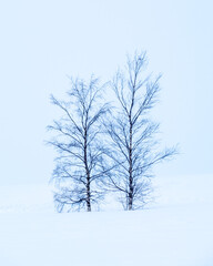 A tree couple and white, snowy backgroud.