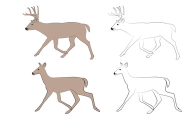 Collection of line drawings of deer - deer family. Deer in various poses. vector illustration