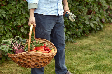 Close up of a mature male farmer is holding a basket with fresh harvested at the moment vegetables satisfied with his harvest