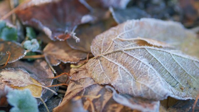 Fallen leaves with hoary frost. Autumn leaves on the ground. Pan.