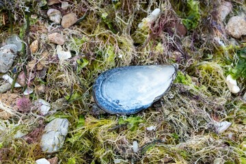 Closeup shot of a single mussel on the green ground