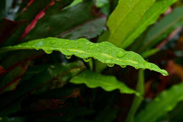 leaf with drops