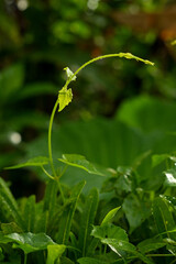 flower of a plant with dew