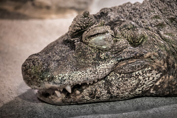 Broad-snouted Caiman Head
