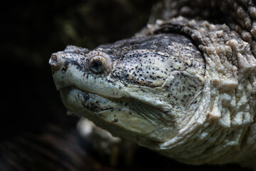 Obraz premium Common Snapping Turtle Underwater Portrait