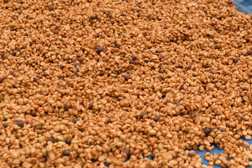 Close up of coffee beans drying in the sun              