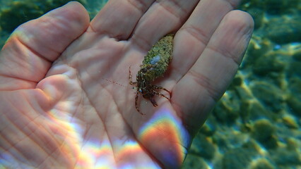 Striped hermit crab or rocky-shore hermit crab (Pagurus anachoretus) on the hand of a diver, Aegean Sea, Greece, Thasos island