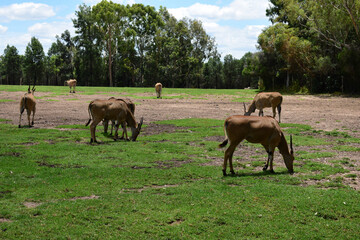 African animals on the meadow
