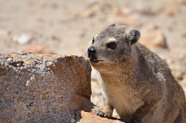 Naklejka na ściany i meble Hyrax in namibian desert Africa animal wildlife