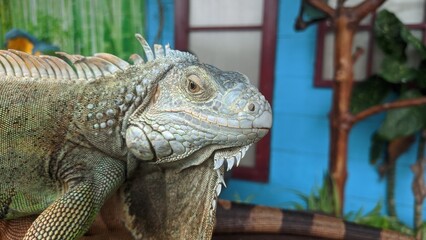 Portrait of an iguana in profile. Green iguana is a lizard reptile in the genus Iguana in the iguana family and in the subfamily Iguanidae.