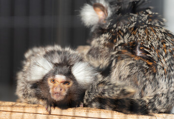 コモンマーモセット