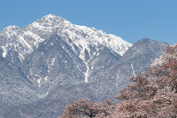 残雪残る甲斐駒ヶ岳と桜