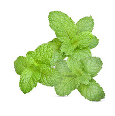 Set of Fresh green mint  leaves  on transparent. Aromatic herbs It helps the nervous system well.