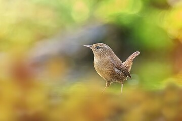 The Eurasian wren (Troglodytes troglodytes)