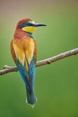 The European bee-eater (Merops apiaster)