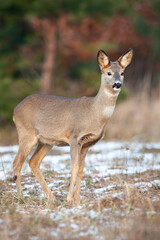 Roe deer, capreolus capreolus, standing on dry snowy grass in autumn nature. Female mammal looking on pasture in winter. Brown doe watching on glade in vertical shot.