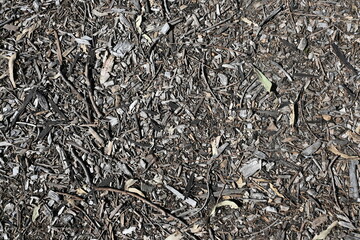 Bark Texture 