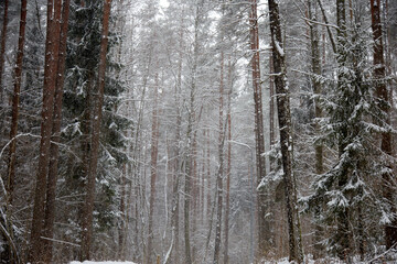 Winter forrest during snowfall, selective focus