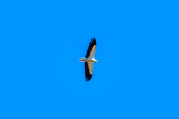 Egyptian vulture bird flies over the blue sky
