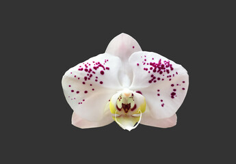 Isolated phalaenopsis orchid flower with clipping paths.