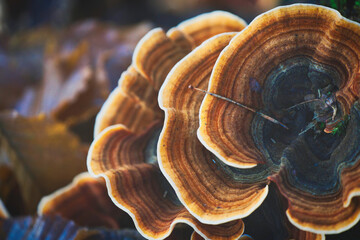 Multicolored tinder fungus, Trametes versicolor, on dead beech wood in a forest