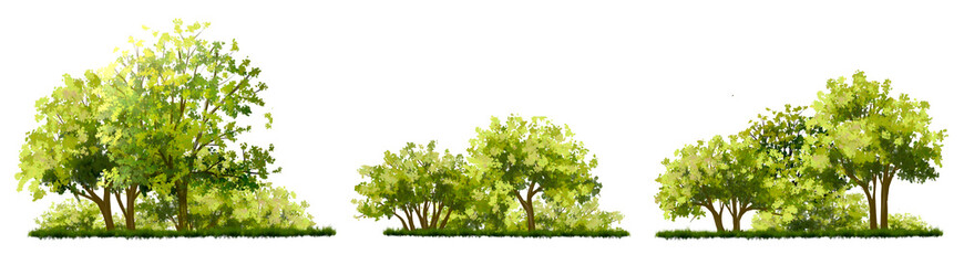 watercolor of tree side view isolated on white background for landscape and architecture drawing, elements for environment and garden, painting botanical for section and elevation