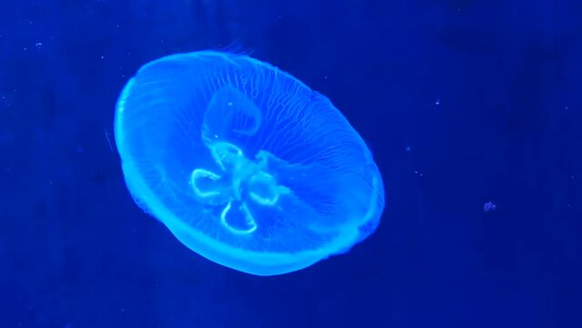 jellyfish swims in water under ultraviolet light
