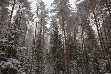 Winter scenery with pine forest in snow, selective focus