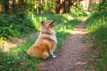 Naklejka premium Happy Shetland Sheepdog sheltie dog in a summer forest
