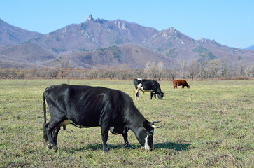 Cows on the pasture in  the mountains of Armenia