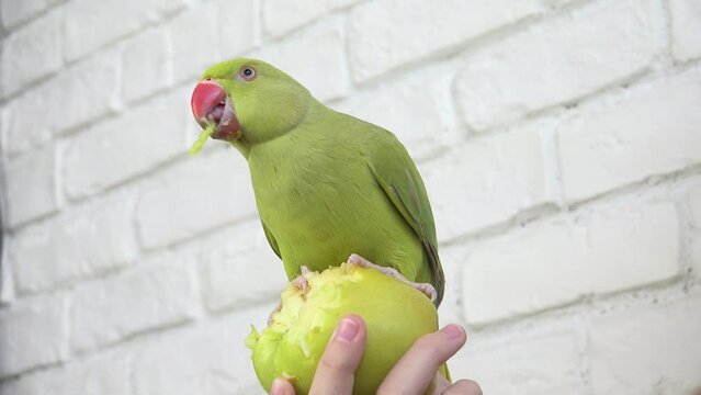 Parrot Eating Apple, Alexandrine Parakeet Bird Eats Fruits, Child, Kid Feeding her Pet, Girl Playing with Indian Ring-Necked