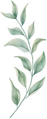 Obraz na płótnie Canvas Watercolor leaves botanical natural element illustration 