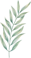 Watercolor leaves botanical natural element illustration 