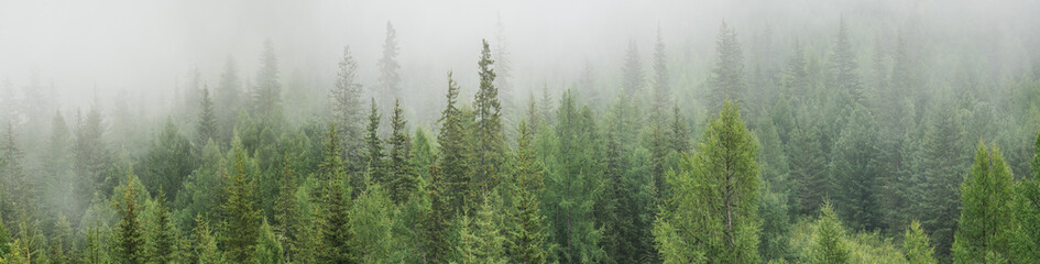 Mountain taiga in the morning fog, wild coniferous forest, large panorama