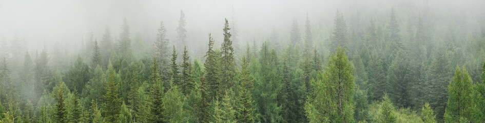 Mountain taiga in the morning fog, wild coniferous forest, large panorama