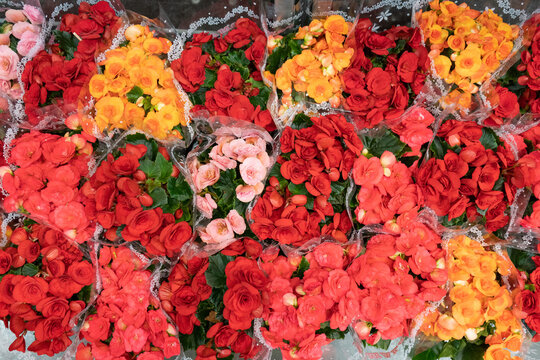 Begonia Flower Collection Top View, Blurred Red Flowers in Pot, Macro Photo of Blooming Begonia