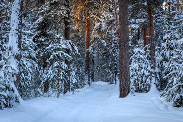 Ski track in winter pine forest. Wintry landscape scenery with modified cross country skiing way.