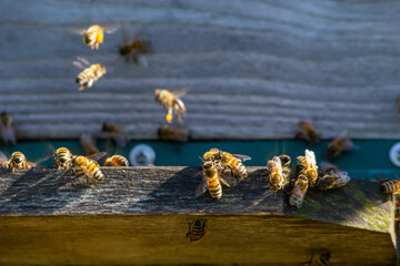 Close up of flying bees. Wooden beehive and bees. Plenty of bees at the entrance of old beehive in apiary. Working bees on plank. Frames of a beehive