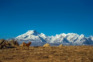 Beautiful shot of a Dhole with a background of Shishpangma snowy mountains in Xigaze, China