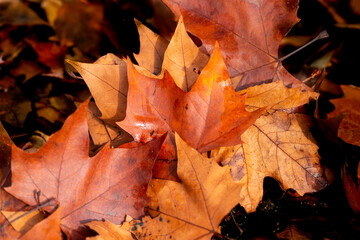Feuilles 