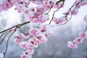 Cherry blossom (sakura) in snow