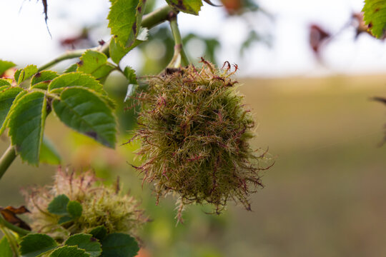 Rose bedeguar gall, Robin's pincushion gall, moss galls Diplolepis rosae on rose