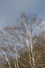Japanese white birches Betula platyphilla var. japonica. Yumoto. Nikko National Park. Japan.