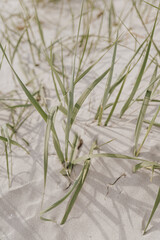 Beach scene with grasses in a sand dune