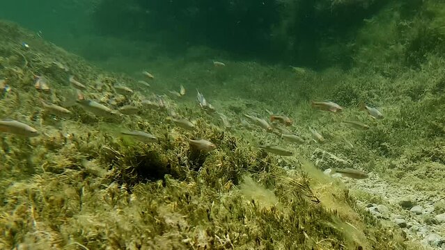 Native minnow fish swimming in desert spring creek flowing from Lea Lake at Bottomless Lakes State Park in Roswell, New Mexico. 4K HD underwater video.