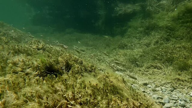 Native minnow fish swimming in desert spring creek flowing from Lea Lake at Bottomless Lakes State Park in Roswell, New Mexico. 4K high definition underwater video.